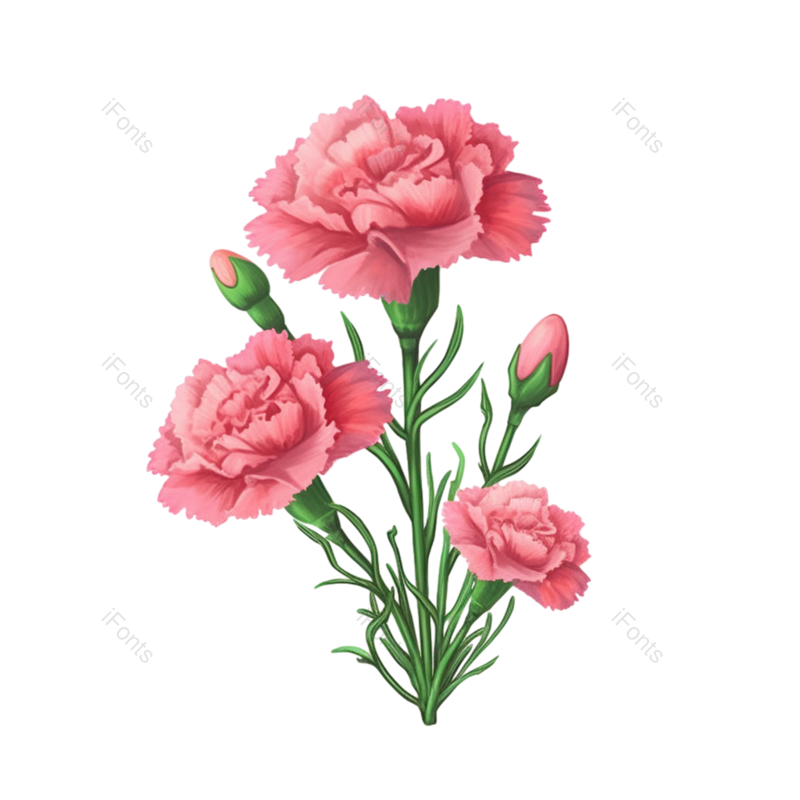 浪漫图片,花卉元素,花朵插画PNG,母亲节素材免抠素材